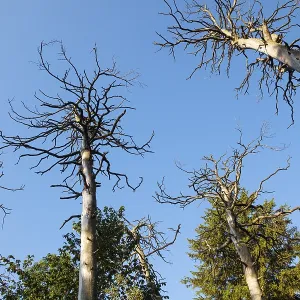 Forest dieback, pine forest, Scots pine (Pinus sylvestris) Forest dieback, pine forest, Scots pine (Pinus sylvestris)