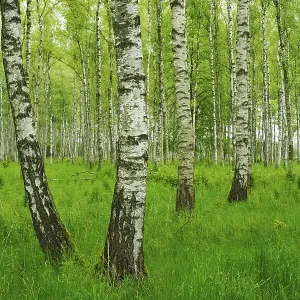 Forest of Downy Birch or White Birch (Betula pubescens)