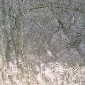 Forest with English oaks (Quercus robur)