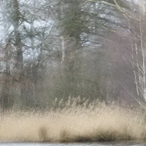 Forest with English oaks (Quercus robur) and sand birches (Betula pendula)