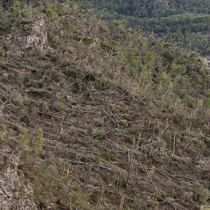 Forest felled by a gale, Banyalbufar