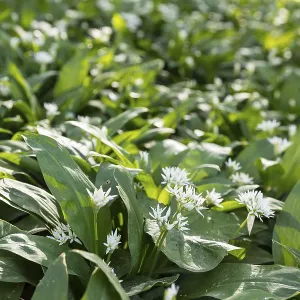 Forest floor with wild garlic (Allium ursinum) in bloom