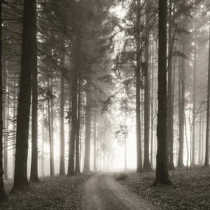 Forest with forest path in the morning mist in autumn