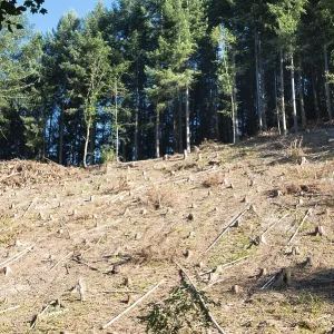 Forest in Germany, cut down trees