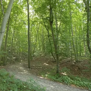 Forest, Goehren, Ruegen Island Forest, Goehren, Ruegen Island