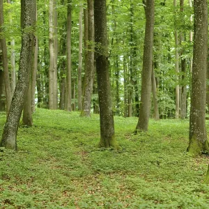 Forest with green trees and lush foliage typical of a woodland environment