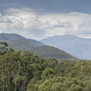 Forest habitat of gum tree bark (Eucalyptus delegatensis) Forest habitat of gum tree bark (Eucalyptus delegatensis)