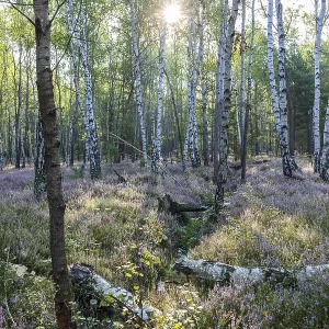 Forest with heather (Calluna vulgaris) in bloom in the Zochauer Heide in the Koenigsbruecker Heide nature reserve