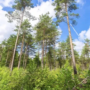 Forest with high pine trees in a beautiful summer sunny day against the blue sky and clouds Forest with high pine trees in a beautiful summer sunny day against the blue sky and clouds