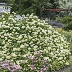 Forest hydrangea (Hydrangea arborescens Grandiflora') Forest hydrangea (Hydrangea arborescens Grandiflora')