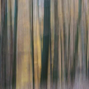 Forest, Impressionistic, Moved Forest, Impressionistic, Moved