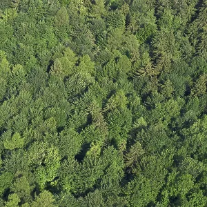 Forest in Kamniska Bistrica - Slovenia