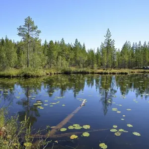 Forest lake, Boertnan, Ljungdalen Forest lake, Boertnan, Ljungdalen