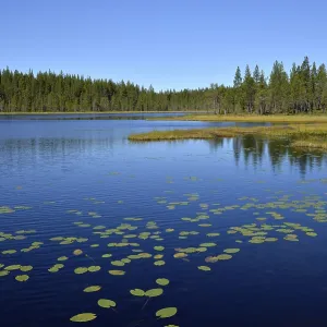 Forest lake, Bortnan, Ljungdalen