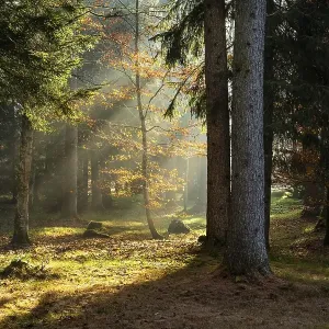 Forest landscape in the Allgaeu in autumn