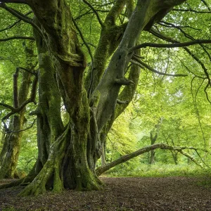 Forest landscape. A mighty gnarled old tree in a forest in Cornwall Forest landscape. A mighty gnarled old tree in a forest in Cornwall