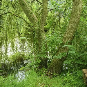 Forest landscape with tree trunks and dense greenery next to calm water Forest landscape with tree trunks and dense greenery next to calm water