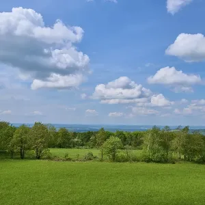 Forest landscape, trees, meadow
