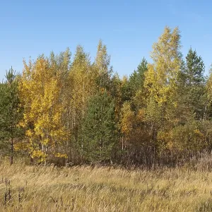Forest landscape with yellow birches on sunny autumn day