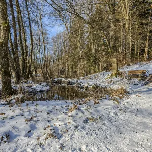 A forest with lots of trees and old snow is next to a small river A forest with lots of trees and old snow is next to a small river