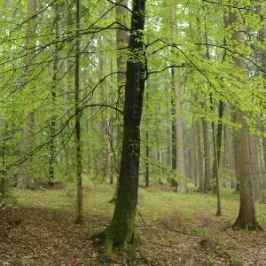 Forest with lush green leaves and straight tree trunks
