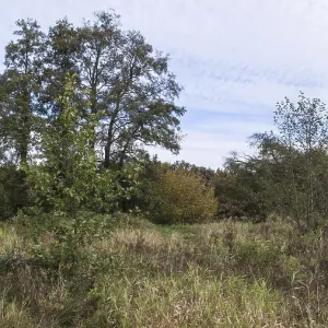 Forest meadow and bird sanctuary at the beginning of autumn OLDENBURG Lower Saxony (alnus) Forest meadow and bird sanctuary at the beginning of autumn OLDENBURG Lower Saxony (alnus)