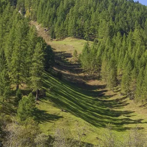 Forest and meadows in autumn, Pinnistal