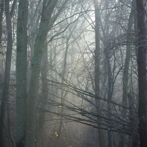 Morning Light in German Forest Print