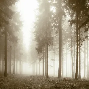 Forest in the morning mist in autumn Forest in the morning mist in autumn
