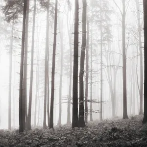 Forest in the morning mist in autumn Forest in the morning mist in autumn