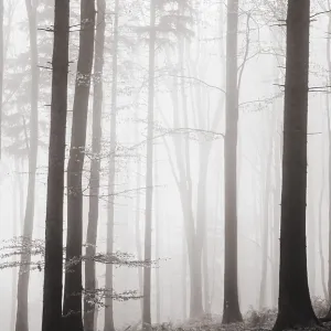Forest in the morning mist in autumn Forest in the morning mist in autumn