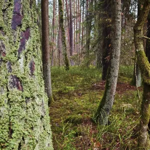 Bosque con árboles cubiertos de musgo y vegetación densa, entorno pacífico y natural. Bosque con árboles cubiertos de musgo y vegetación densa, entorno pacífico y natural.
