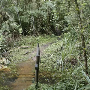 Forest, Nature, Serra do Mar State park Forest, Nature, Serra do Mar State park