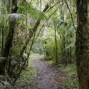 Forest, Nature, Serra do Mar State park Forest, Nature, Serra do Mar State park