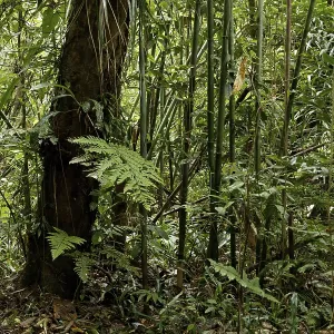 Forest, Nature, Serra do Mar State park Forest, Nature, Serra do Mar State park