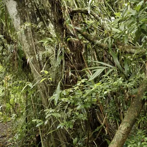 Forest, Nature, Serra do Mar State park Forest, Nature, Serra do Mar State park