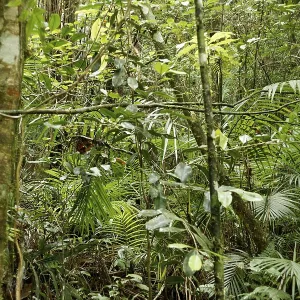 Forest, Nature, Serra do Mar State park Forest, Nature, Serra do Mar State park
