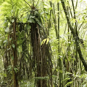 Forest, Nature, Serra do Mar State park Forest, Nature, Serra do Mar State park