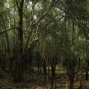 Forest, Pantanal, Mato Grosso, Brazil Forest, Pantanal, Mato Grosso, Brazil