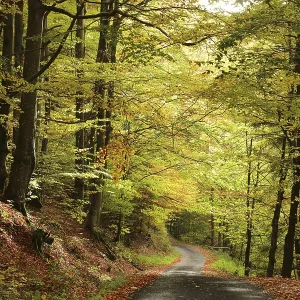 A forest path through the autumn beech forest at the end of October A forest path through the autumn beech forest at the end of October