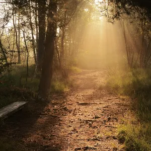 Forest path and bench in morning fog with sunbeams