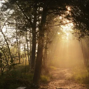 Forest path and bench in morning fog with sunbeams