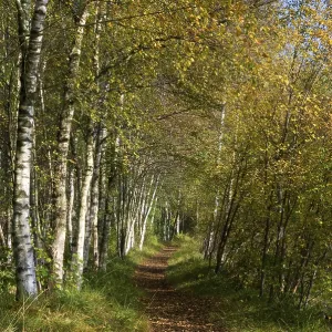 Forest path with birches (Betula) Forest path with birches (Betula)