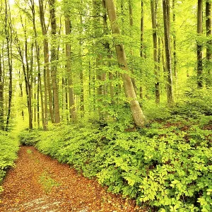 Forest path through Common beeches (Fagus sylvatica)