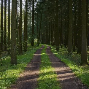 Forest path, coniferous forest
