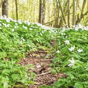 Forest path covered with white Wood anemone (Anemone nemorosa) Forest path covered with white Wood anemone (Anemone nemorosa)