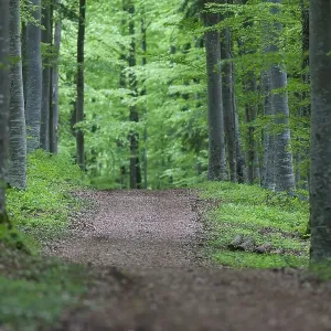 Forest path in the Danube Valley near Beuron leading to Burg Wildenstein Castle