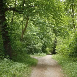Forest path, deciduous forest, Dammer Berge