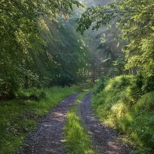 Forest path, deciduous forest, morning Forest path, deciduous forest, morning