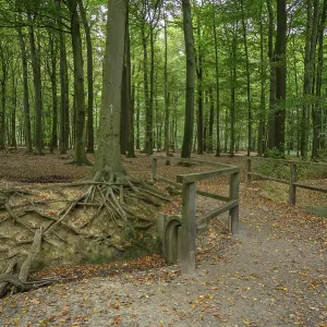 A forest path with exposed tree roots and dense trees A forest path with exposed tree roots and dense trees